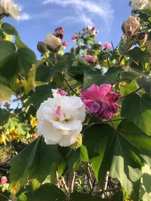All Season Very Good Looking Hybrid White Land Lotus(Pack Of-1